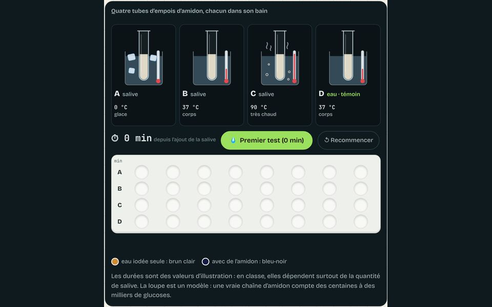 Le banc de l’atelier : Couper l’amidon : les enzymes de la digestion