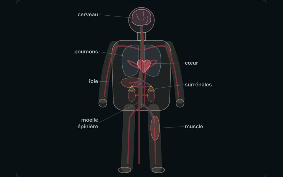 Le banc de l’atelier : Nerfs et hormones : les messagers du corps