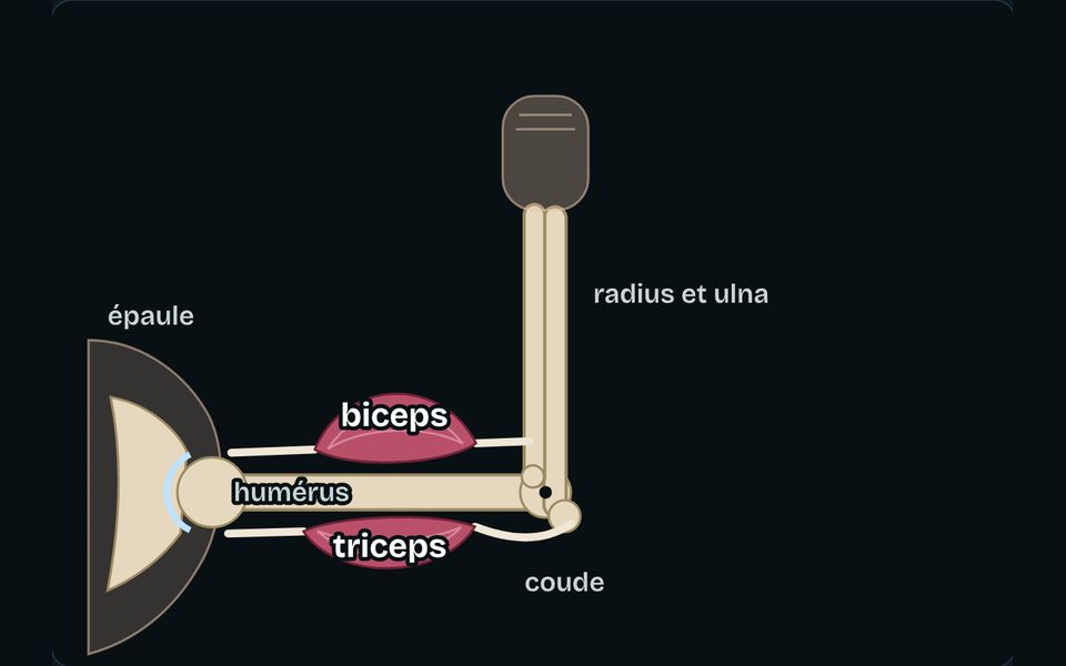 Le banc de l’atelier : Os, muscles, articulations : comment on bouge
