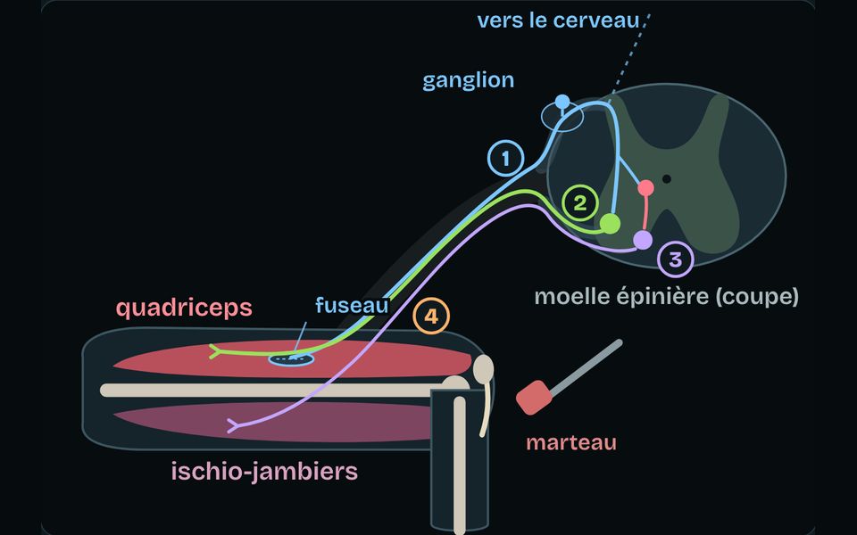 Le banc du module : Réflexe, muscle et glycémie